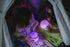 Glo Pals Character Friend w/ 2 Light Up Cubes - Lumi Lavender