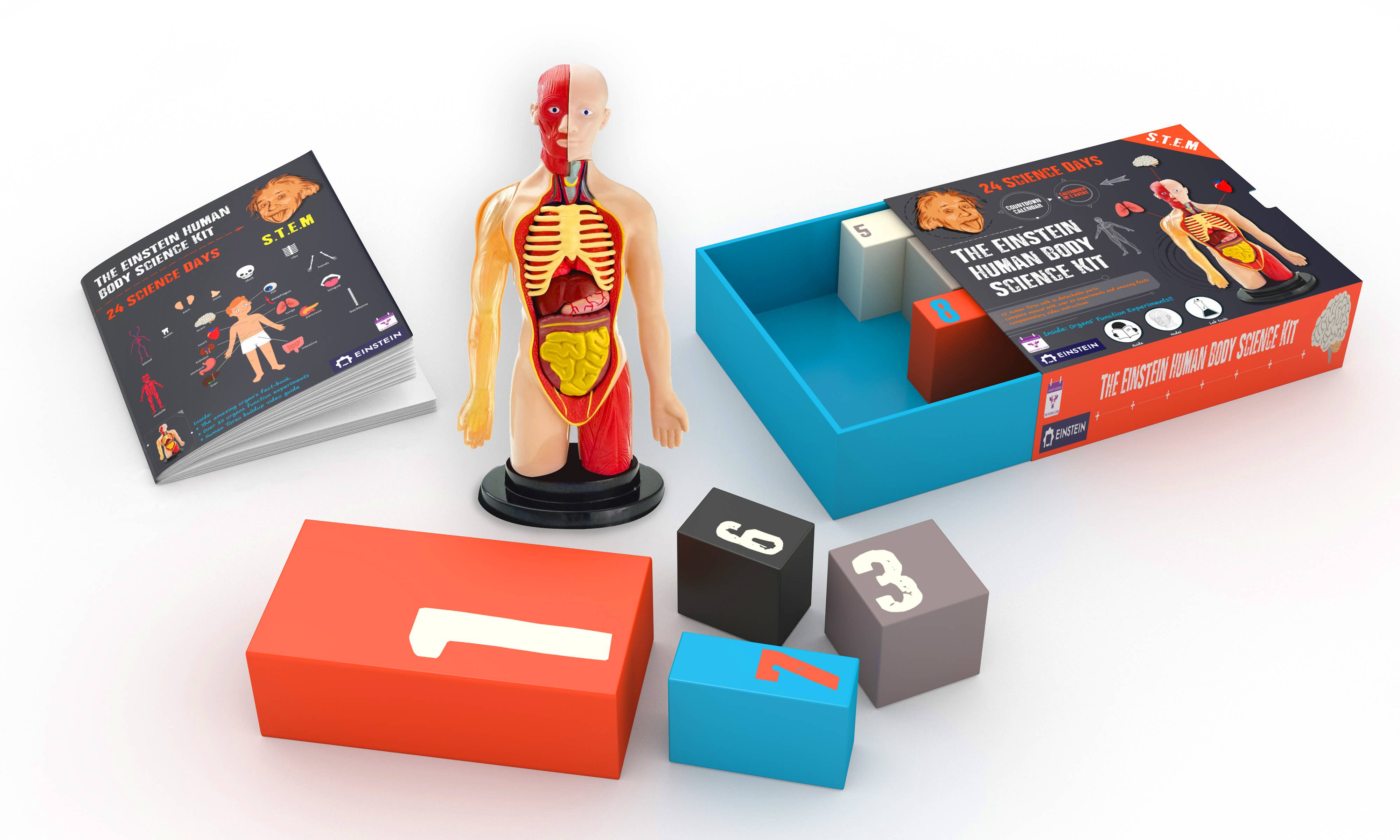 The Purple Cow America Inc. - Advent Calendar - The Einstein Human Body Science
