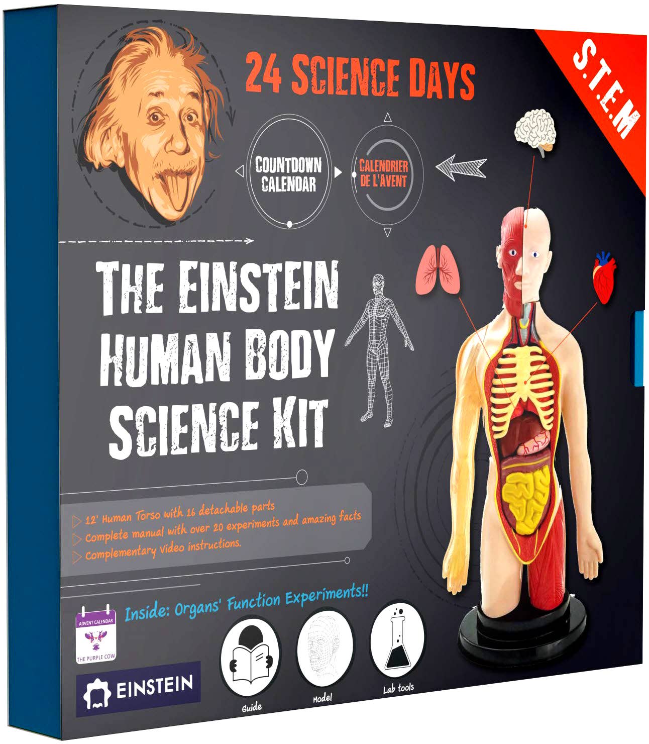 The Purple Cow America Inc. - Advent Calendar - The Einstein Human Body Science