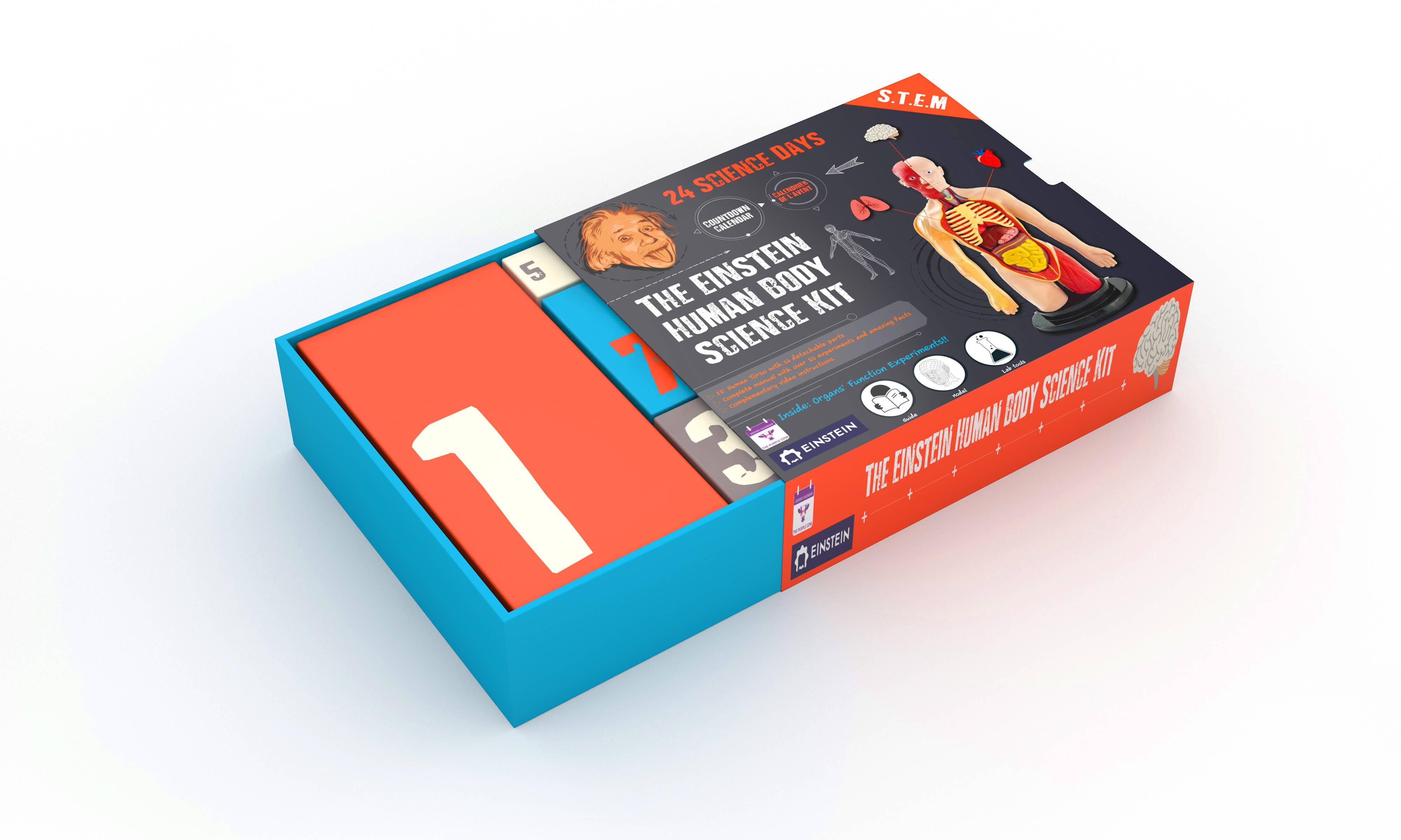 The Purple Cow America Inc. - Advent Calendar - The Einstein Human Body Science