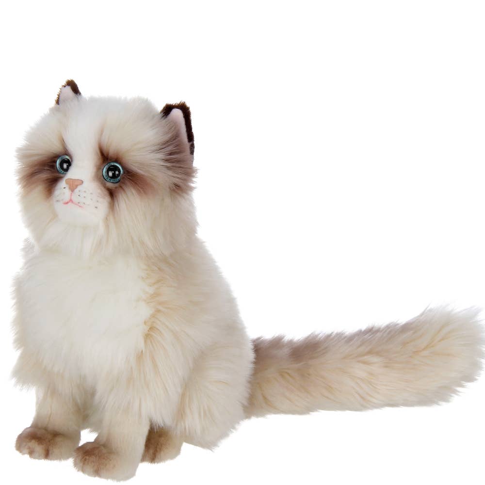 BeTasha the Himalayan