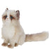 BeTasha the Himalayan