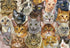 Cottage Door Press - Cat Lovers 100 Piece Puzzle