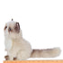 BeTasha the Himalayan