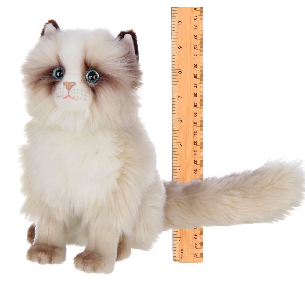BeTasha the Himalayan